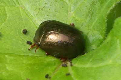<i>Chrysolina bankii</i>