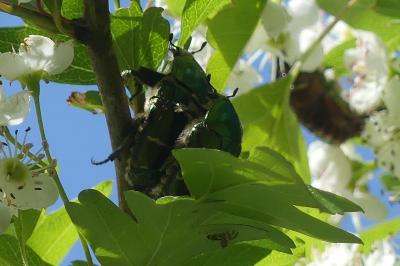 <i>Cetonia aurata</i>