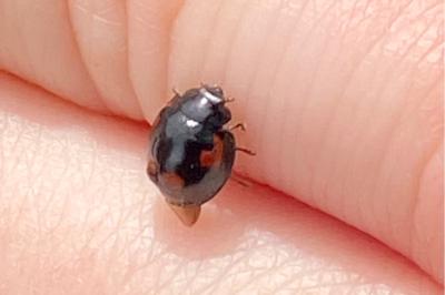 <i>Exochomus quadripustulatus</i>