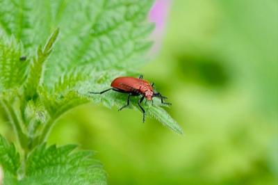 <i>Pyrochroa serraticornis</i>