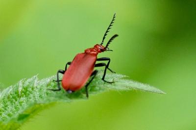 <i>Pyrochroa serraticornis</i>