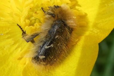 <i>Tropinota</i>