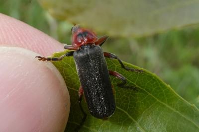 <i>Cantharis rustica</i>