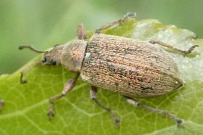 <i>Phyllobius pyri</i>