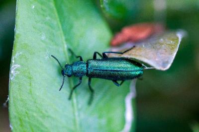 <i>Psilothrix viridicoerulea</i>