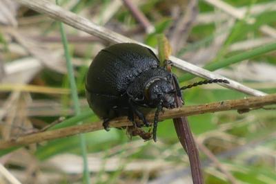 <i>Galeruca tanaceti</i>
