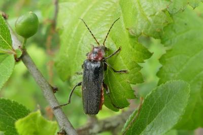 <i>Cantharis rustica</i>