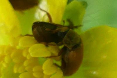 <i>Byturus ochraceus</i>