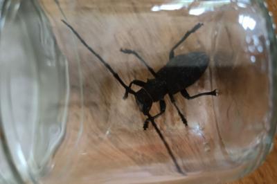 <i>Morimus asper</i>