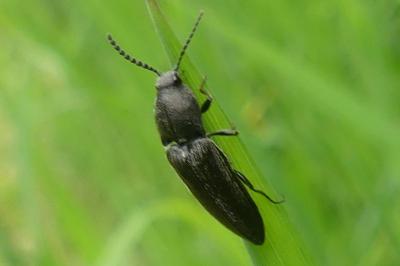 <i>Cidnopus pilosus</i>