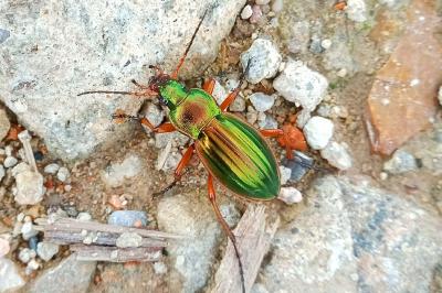 <i>Carabus auratus</i>