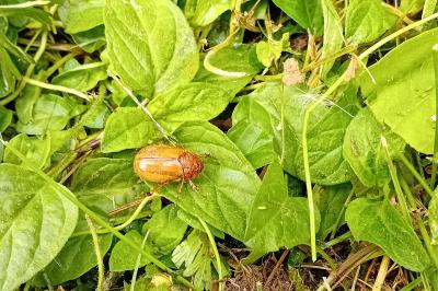 <i>Amphimallon majale</i>