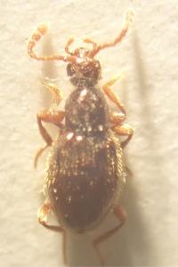 <i>Scydmaenus tarsatus</i>