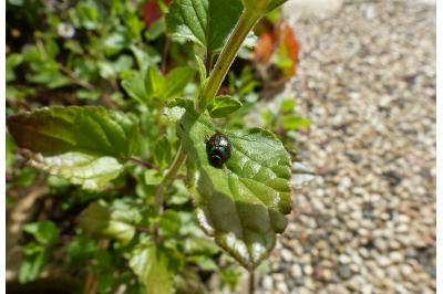 <i>Chrysolina americana</i>
