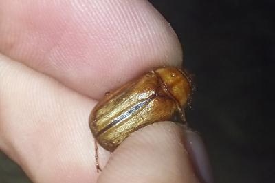 <i>Rhizotrogus marginipes</i>
