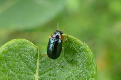 <i>Smaragdina</i>