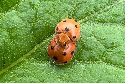 <i>Henosepilachna argus</i>