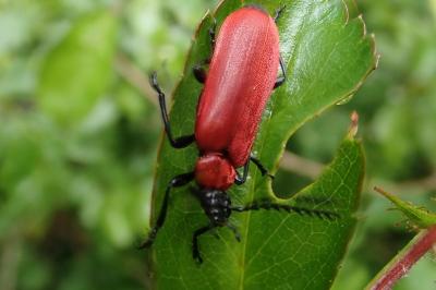 <i>Pyrochroa coccinea</i>