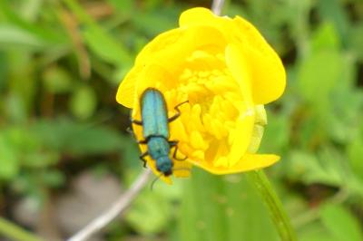 <i>Psilothrix viridicoerulea</i>