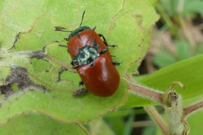 <i>Chrysomela populi</i>