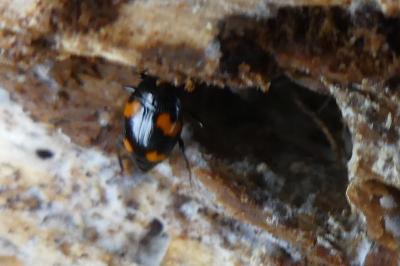 <i>Scaphidium quadrimaculatum</i>