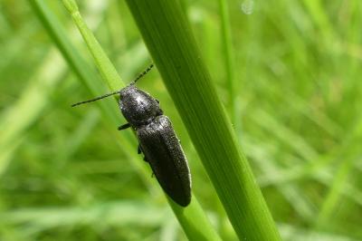 <i>Cidnopus pilosus</i>