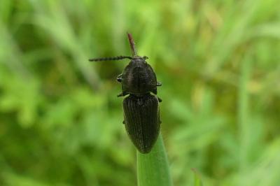 <i>Cidnopus pilosus</i>