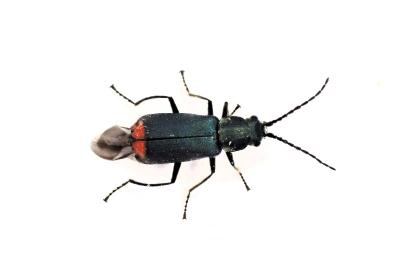<i>Malachius bipustulatus</i>