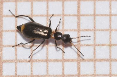 <i>Sphinginus lobatus</i>