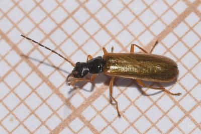 <i>Rhagonycha lignosa</i>