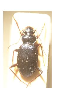 <i>Leistus spinibarbis</i>