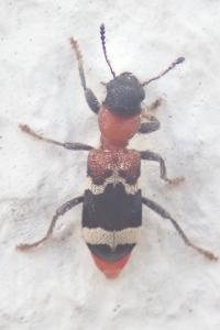 <i>Thanasimus formicarius</i>