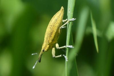 <i>Lixus iridis</i>