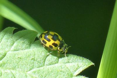 <i>Propylea quatuordecimpunctata</i>