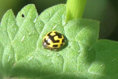 <i>Propylea quatuordecimpunctata</i>
