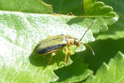 <i>Xanthogaleruca luteola</i>