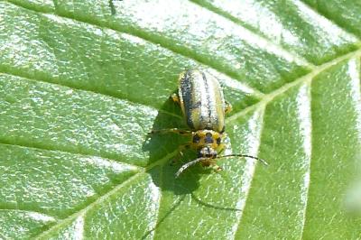 <i>Xanthogaleruca luteola</i>