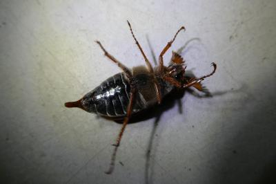 <i>Melolontha melolontha</i>