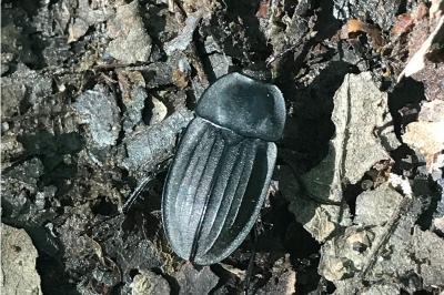 <i>Silpha carinata</i>