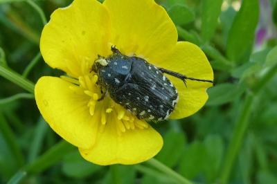 <i>Oxythyrea funesta</i>