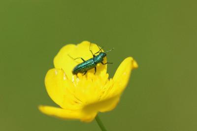 <i>Psilothrix viridicoerulea</i>