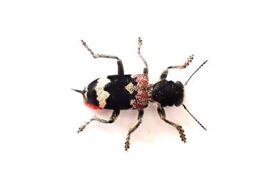 <i>Clerus mutillarius</i>