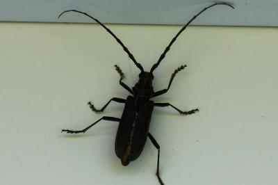 <i>Cerambyx scopolii</i>