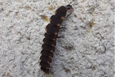 Lampyrinae