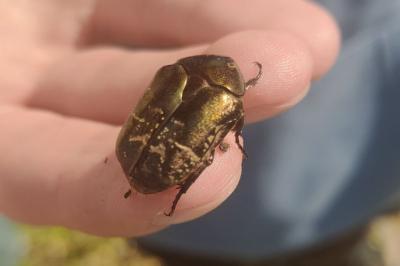 <i>Potosia cuprea</i>