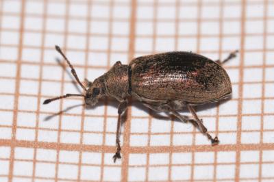 <i>Phyllobius pyri</i>