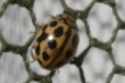 <i>Tytthaspis sedecimpunctata</i>