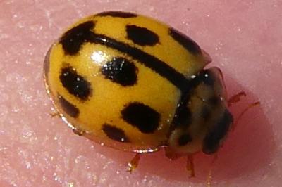 <i>Propylea quatuordecimpunctata</i>