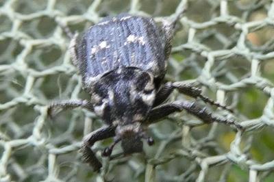 <i>Valgus hemipterus</i>