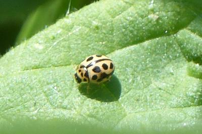 <i>Tytthaspis sedecimpunctata</i>